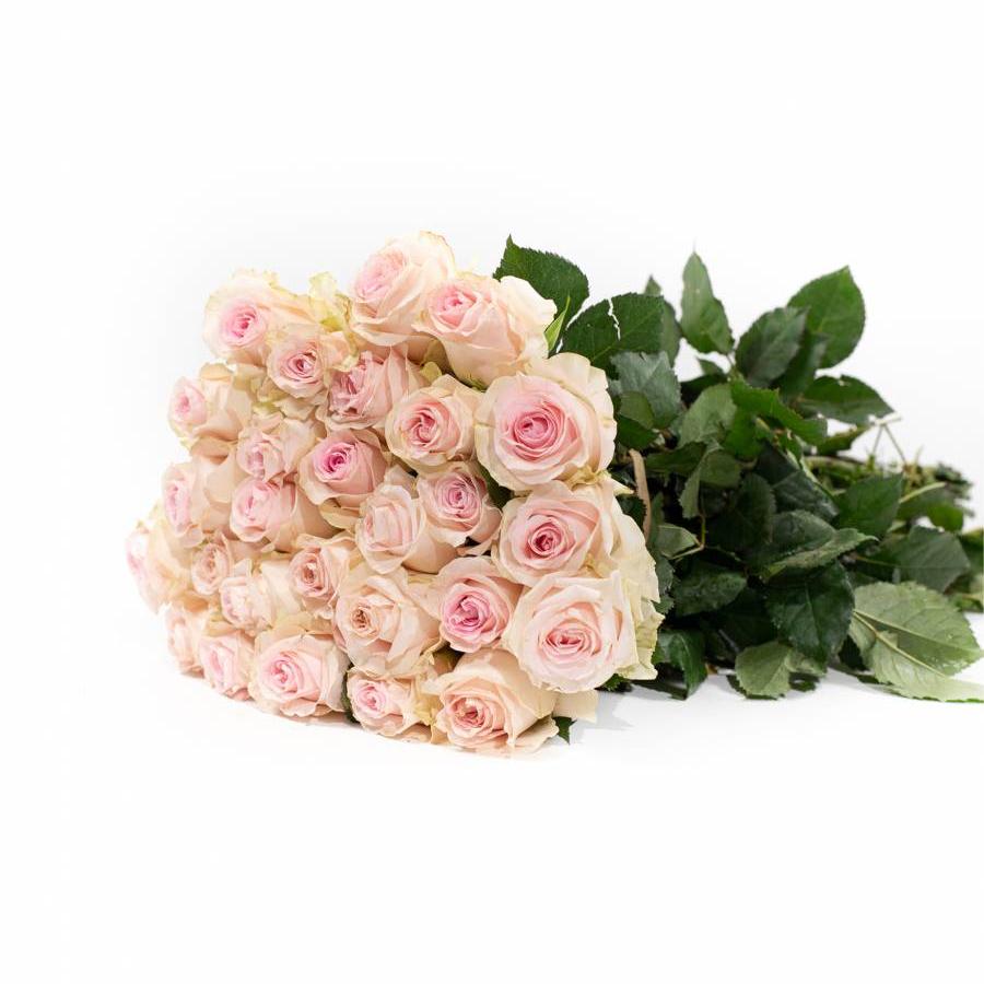 Rožės Revival Sweet 70 cm
