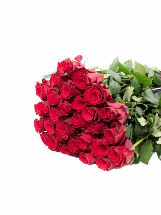 Rožės Rodas 70 cm