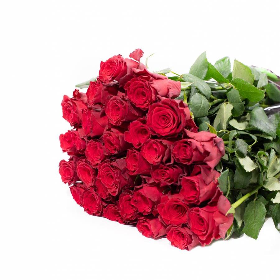 Rožės Rodas 70 cm