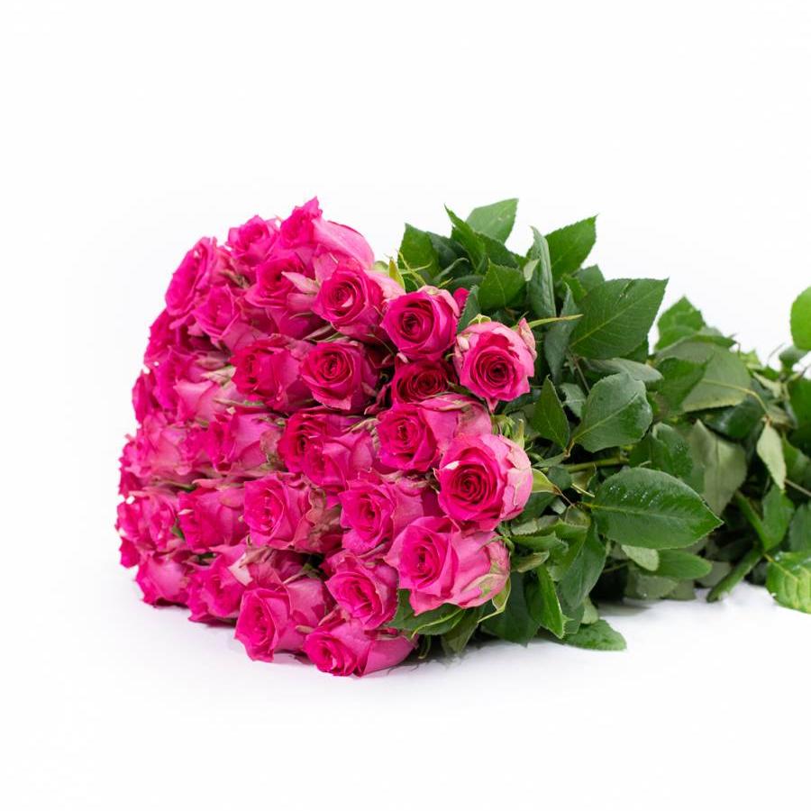 Rožės Pink Sudoku 60 cm