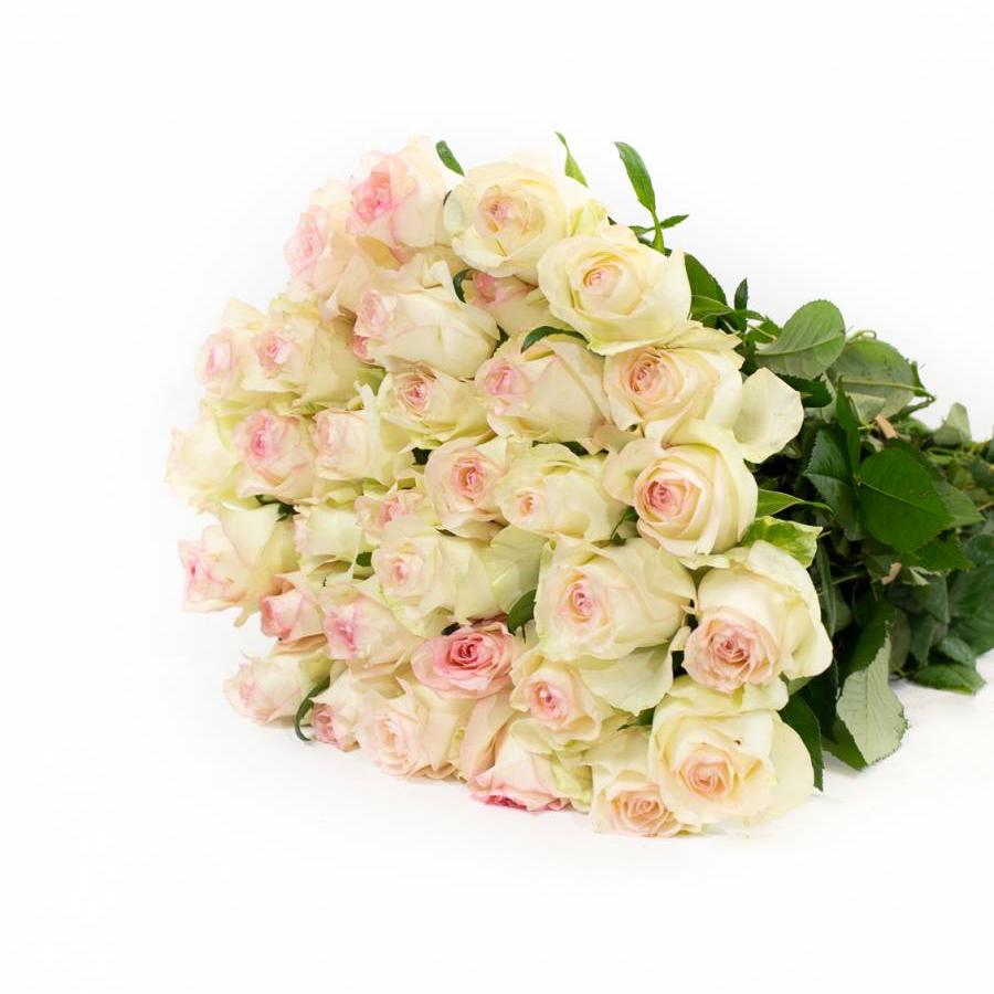 Rožės Sweet Jumilia 70 cm