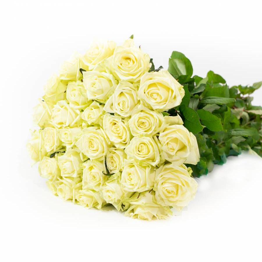 Rožės White Naomi 40 cm