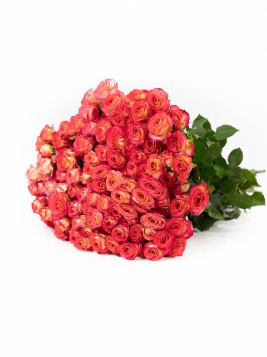 Smulkiažiedžių rožių šakelės Summer Dance 40 cm