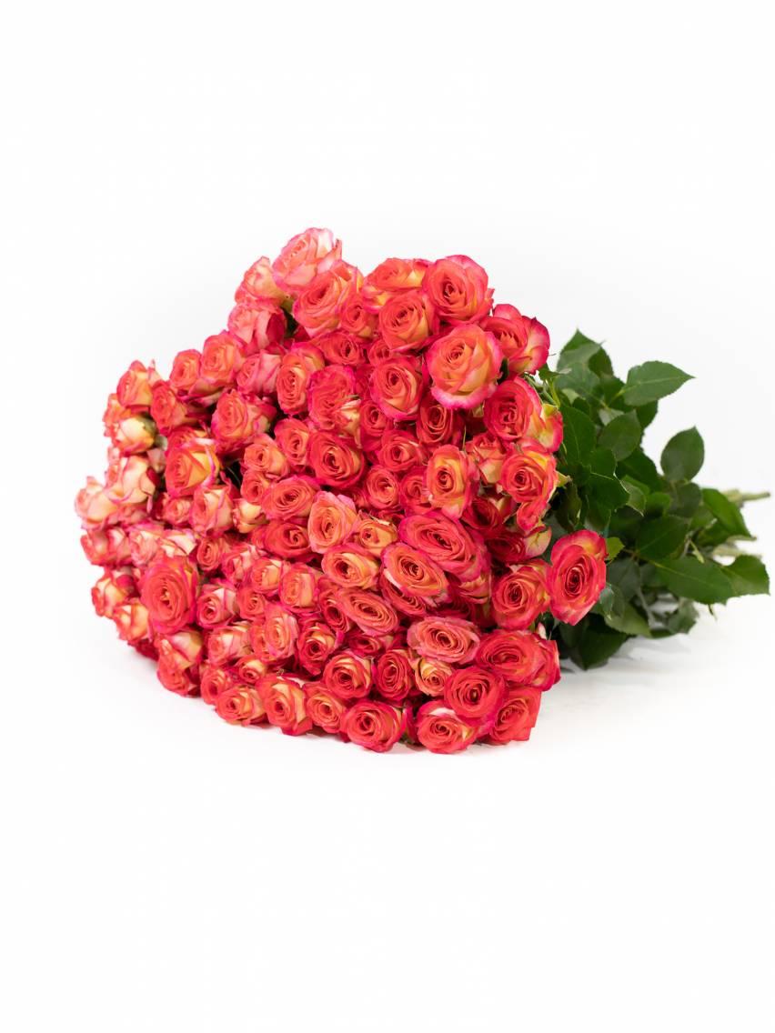 Smulkiažiedžių rožių šakelės Summer Dance 50 cm