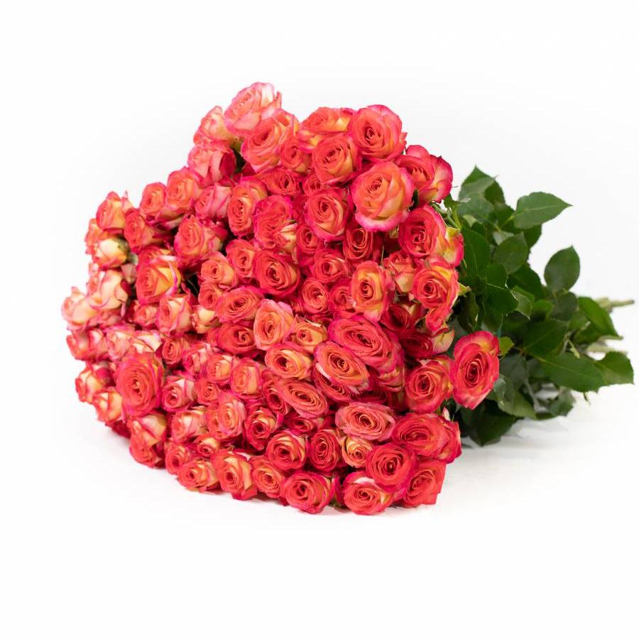Smulkiažiedžių rožių šakelės Summer Dance 50 cm