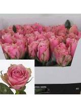 R Gr Athena Royale 70cm