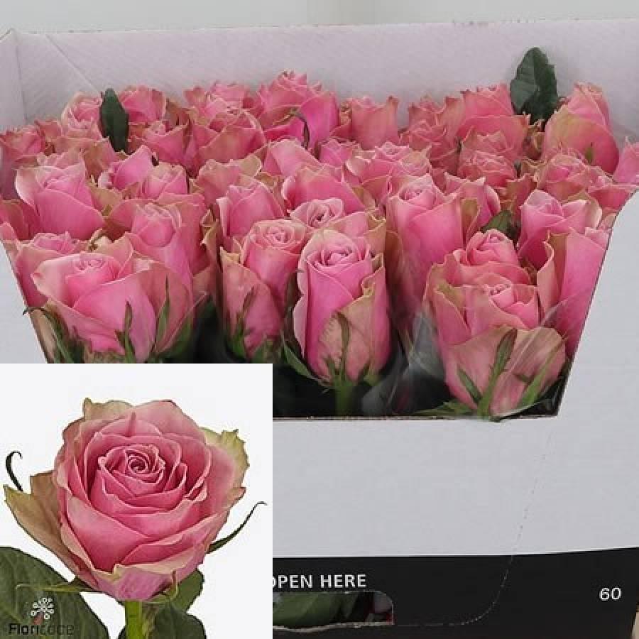 R Gr Athena Royale 70cm
