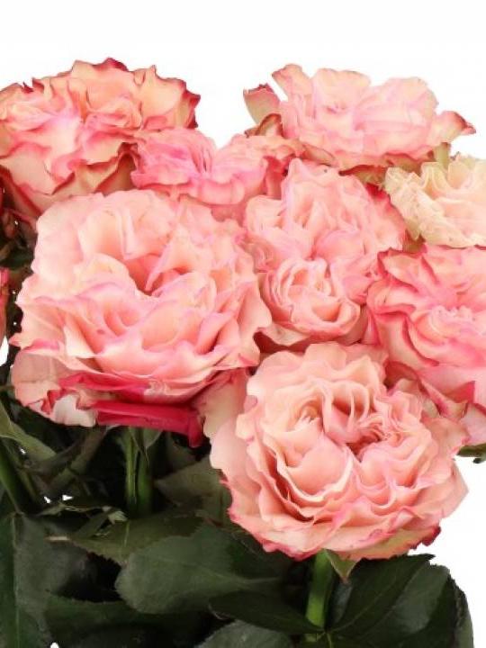 R0žės Country Candy 60 cm
