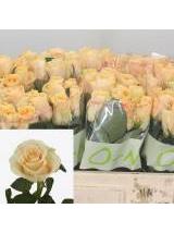 R Gr Peach Tacazzi 50 cm