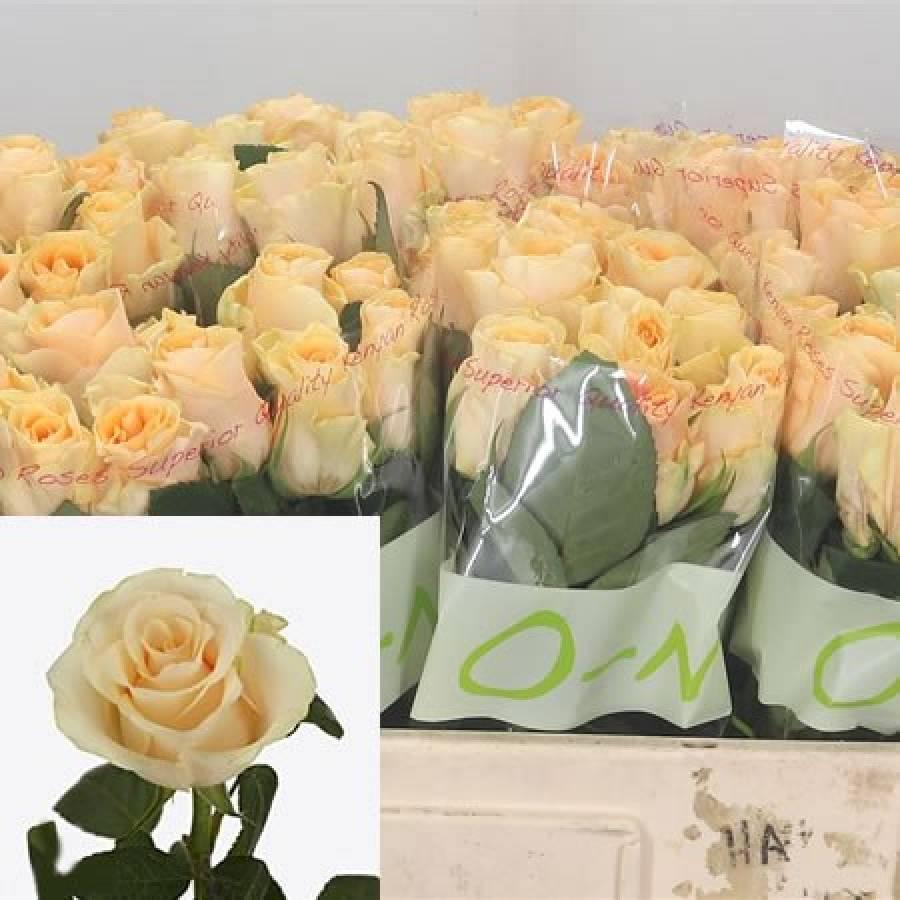 R Gr Peach Tacazzi 50 cm