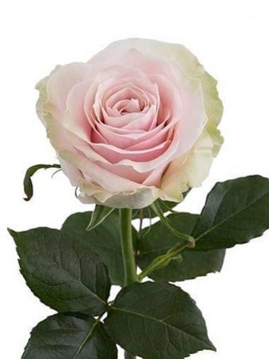  Rožės Pink Mondial 60 cm