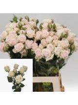 Rožės Severina 60 cm