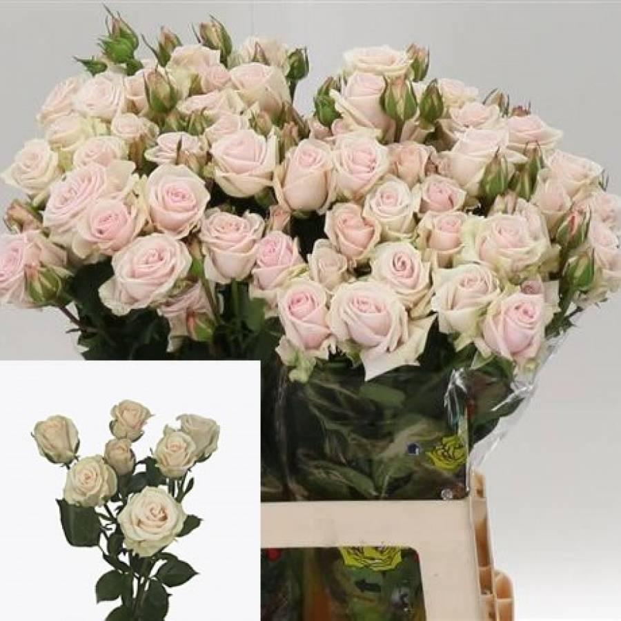 Rožės Severina 60 cm