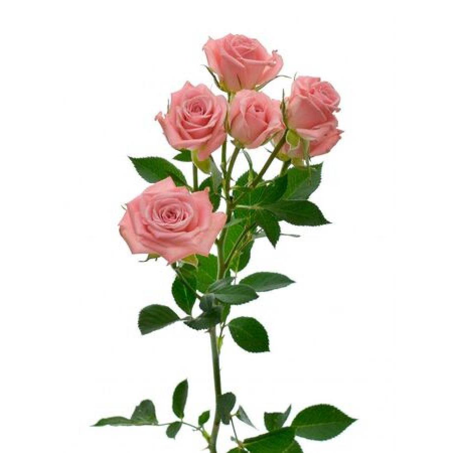 Smulkiažiedės rožės Odilia 70 cm