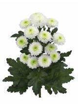 Crizantema Poppy 55 cm