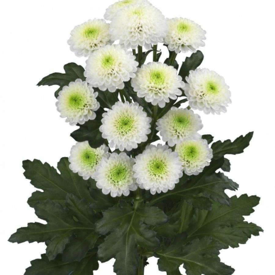 Crizantema Poppy 55 cm