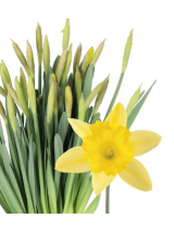 Narcizai