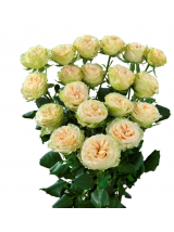 Smulkiažiedės rožės Summerrose 60 cm