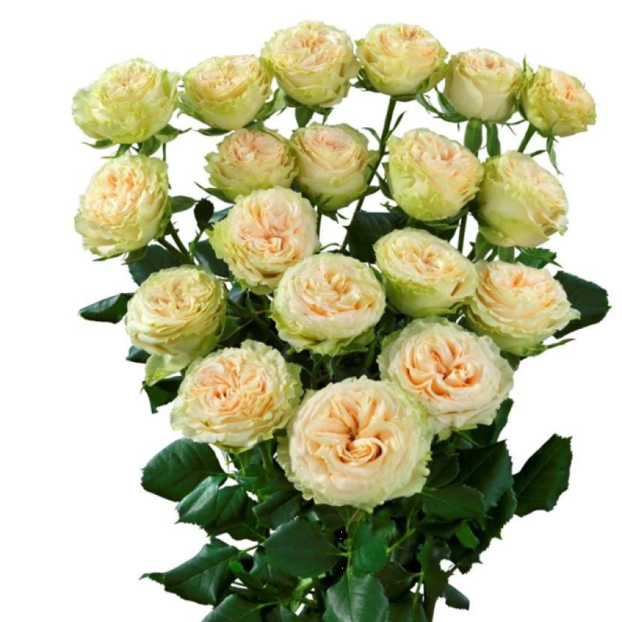 Smulkiažiedės rožės Summerrose 60 cm
