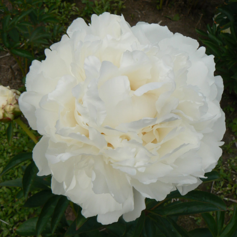Bijūnai balti Snow Princess 60 cm