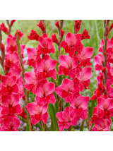 Kardeliai rožiniai 130 cm