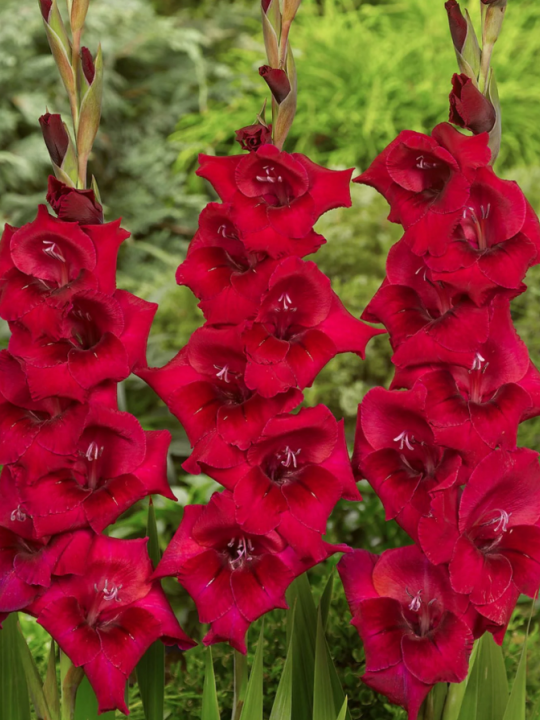 Kardeliai raudoni 120 cm