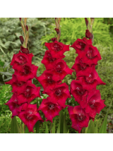 Kardeliai raudoni 120 cm