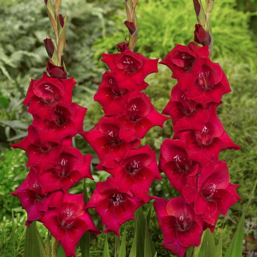 Kardeliai raudoni 120 cm