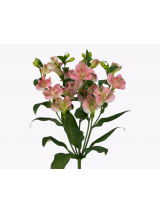 Alstromerijos Fl Charmelia 75 cm