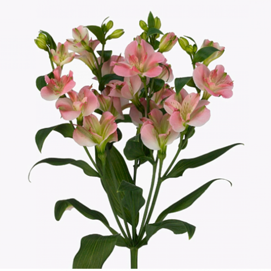 Alstromerijos Fl Charmelia 75 cm