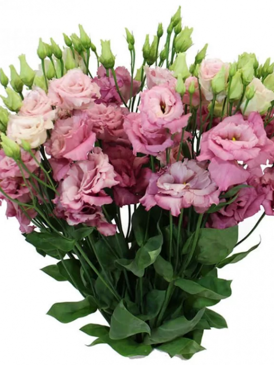 Eustomos Rose Pi 70 cm