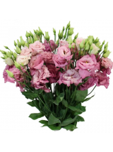 Eustomos Rose Pi 70 cm