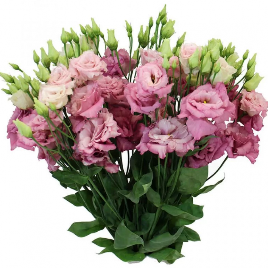 Eustomos Rose Pi 70 cm