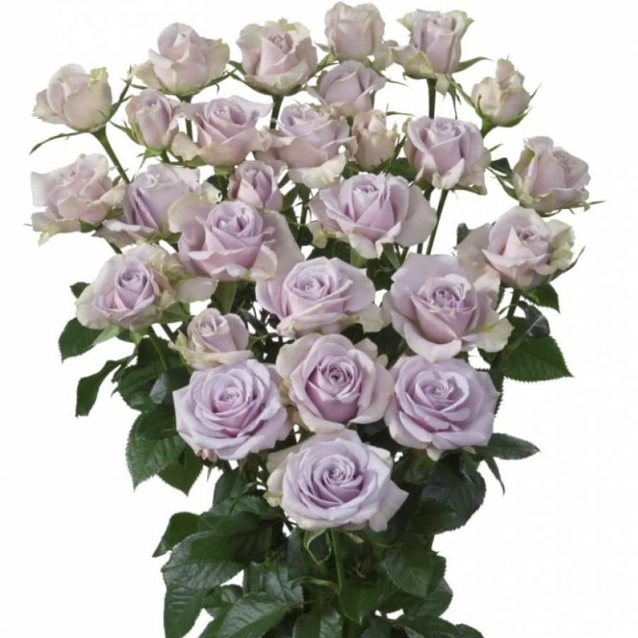 Rožės smulkiažiedės Silver Shadow 50 cm