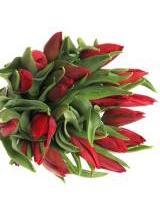 Tulpės Strong Love