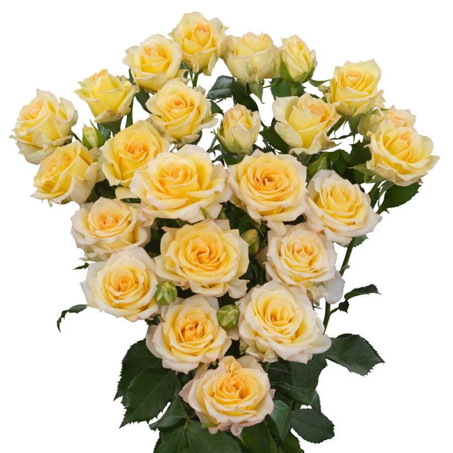 Rožės Sweet Chablis 70 cm