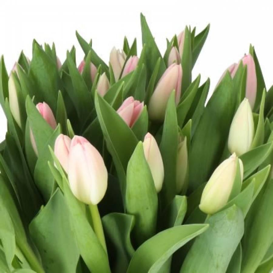 Tulpės Dynasty 36 cm