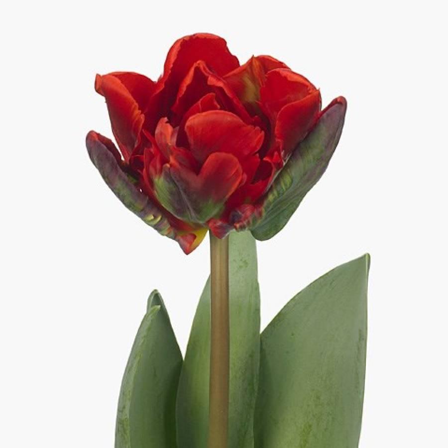 Pilnavidurės tulpės Rococo Double