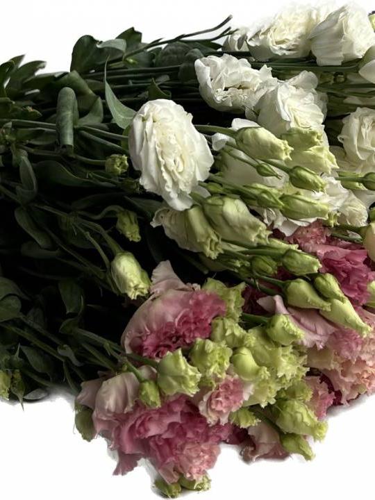 Eustoma Alissa Gem 70 cm