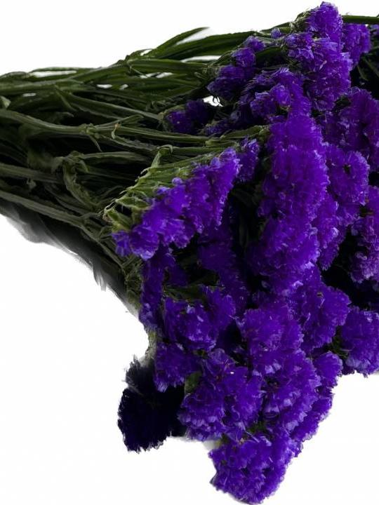 Violetinis limoniumas