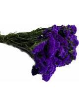 Violetinis limoniumas