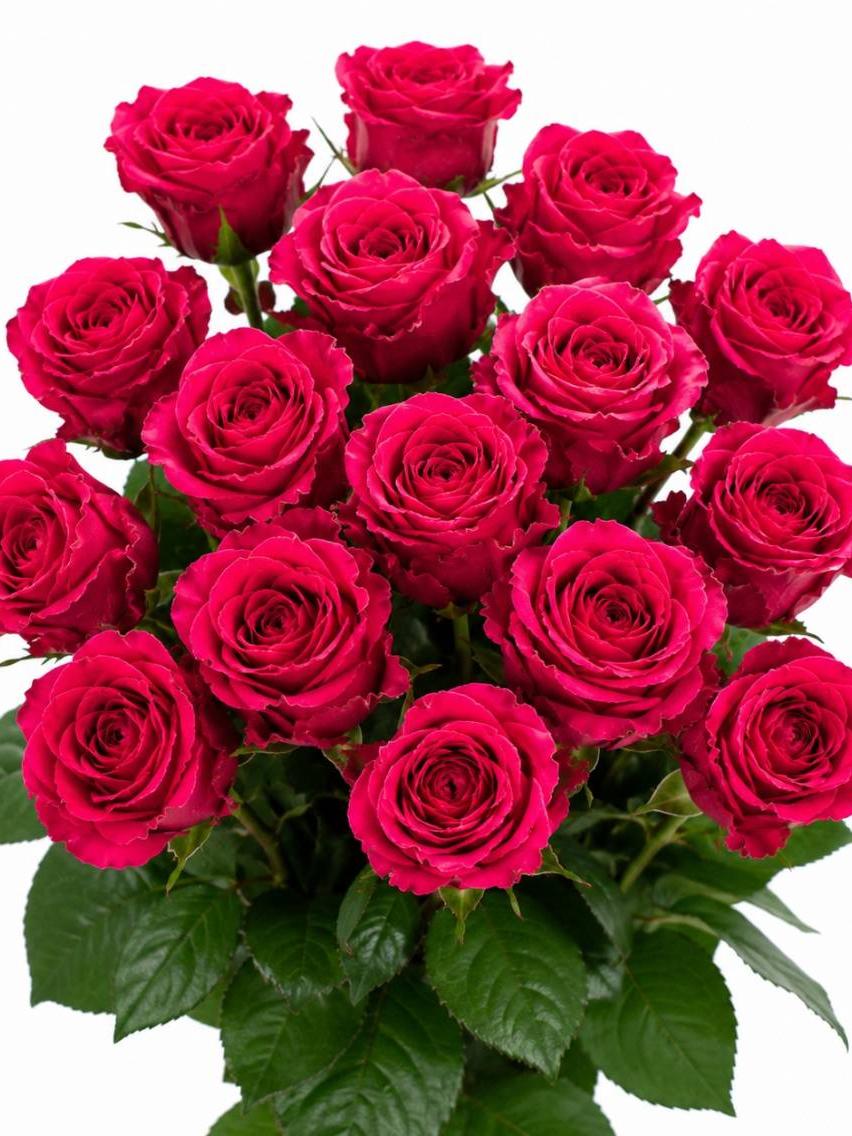 Rožės Madam Cerise 60 cm