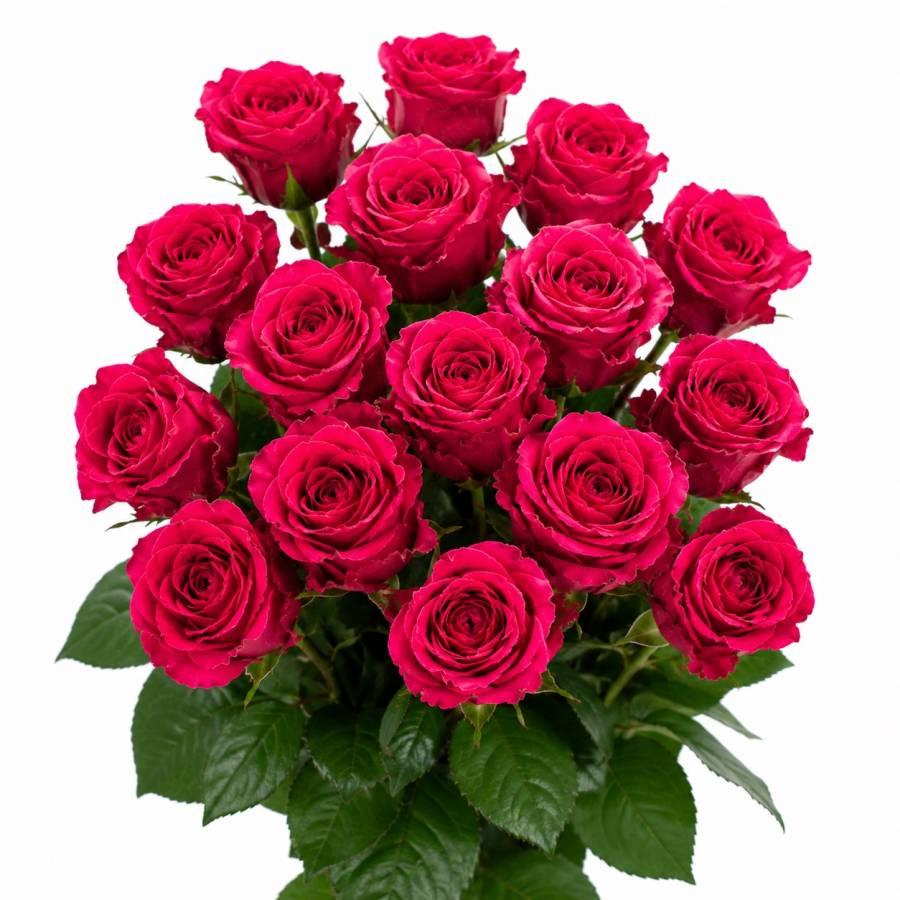 Rožės Madam Cerise 60 cm