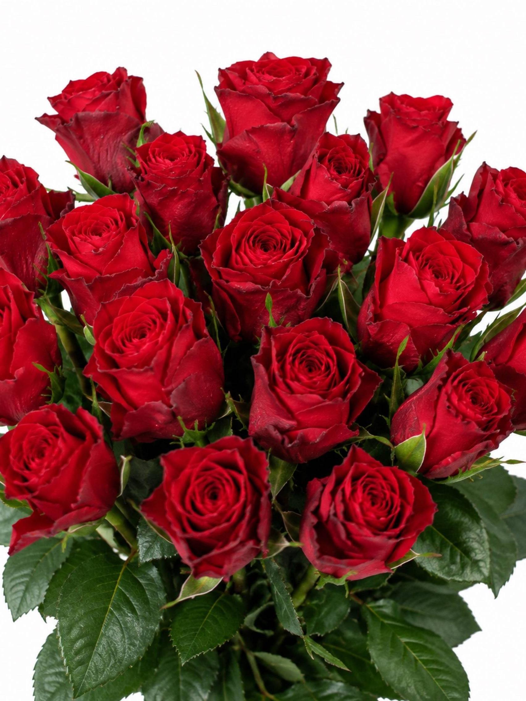 Rožės Madam Red 60 cm