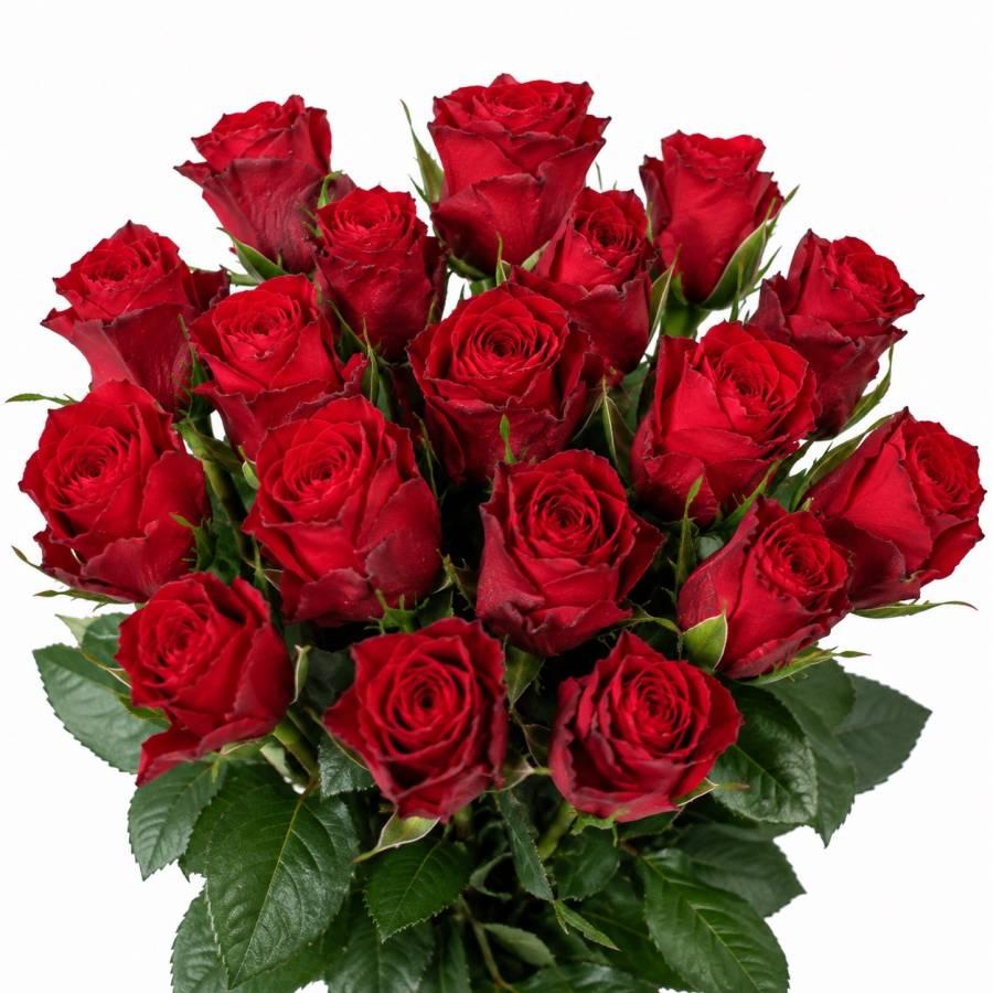 Rožės Madam Red 60 cm
